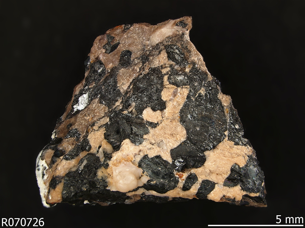 willinckii　no name Pterichthyodes - Is It Real? How to Recognize Fossil